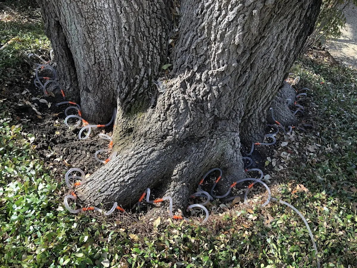 Detailed Tree Cabling and Bracing job site in Fort Jones