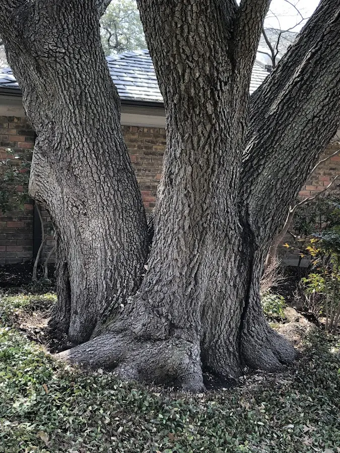 Mature heritage tree close to a Fort Jones property cared for by certified arborists